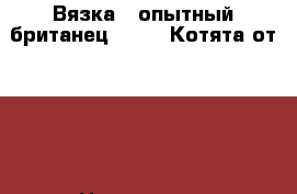 Вязка , опытный британец-1500,. Котята от 2000 › Цена ­ 1 500 - Костромская обл. Животные и растения » Услуги   